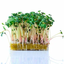 Микрозелень редиса зеленого